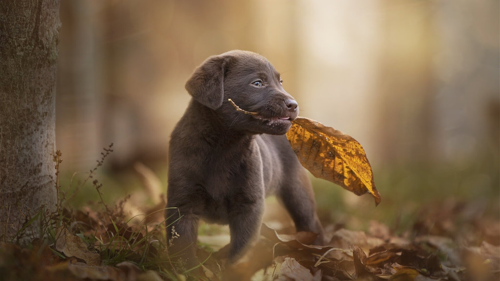 球队引进营养顾问针对个人情况制定科学饮食方案