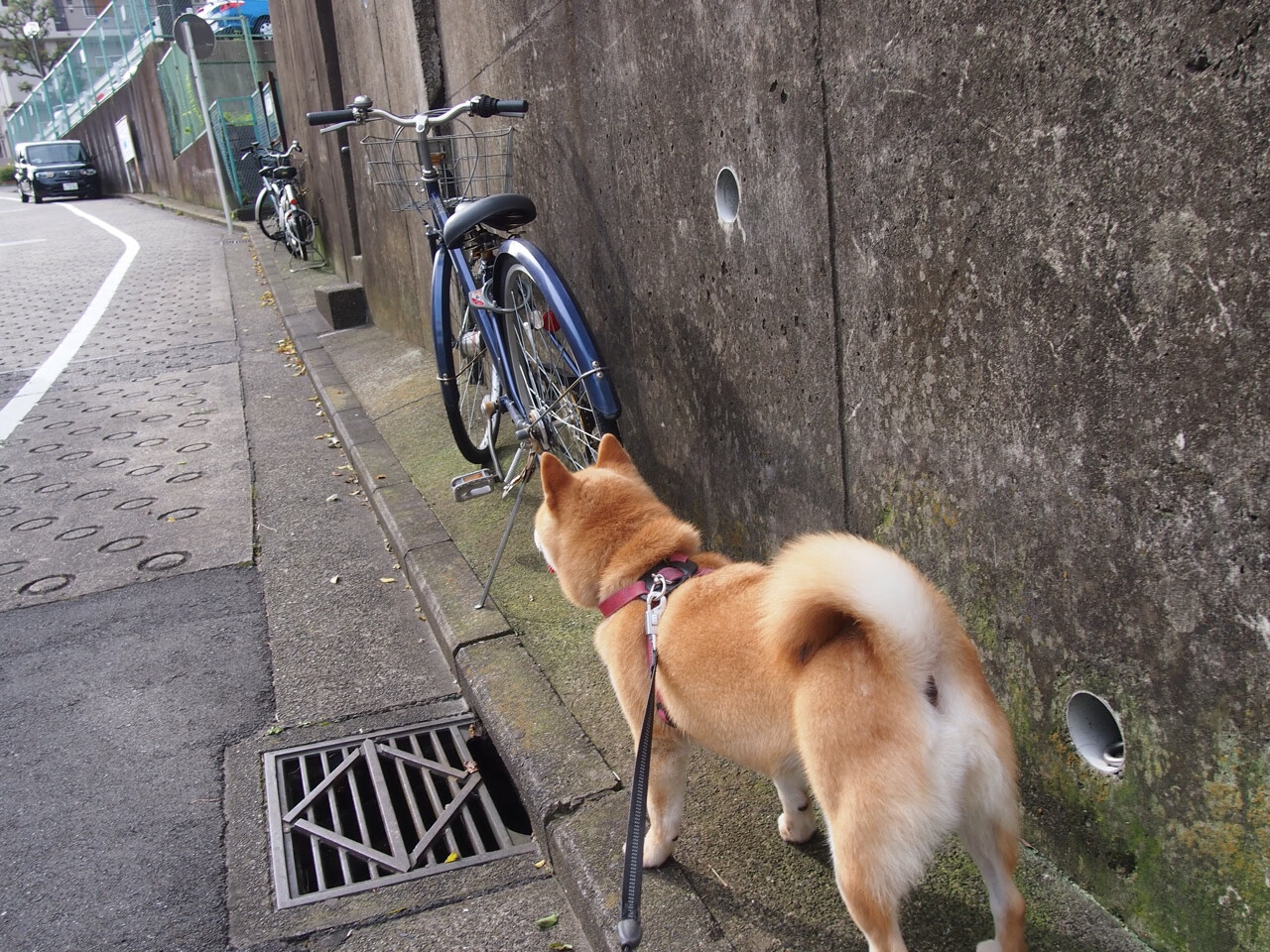 IM体育官方网站-西甲球队的国际化发展策略，西甲 球队