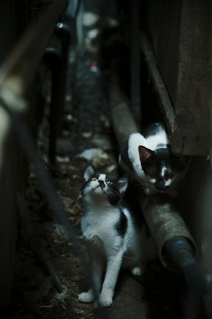 IM体育平台-足球学校招生热度不减专业性成为家长首要考量，足球学校招生条件及费用