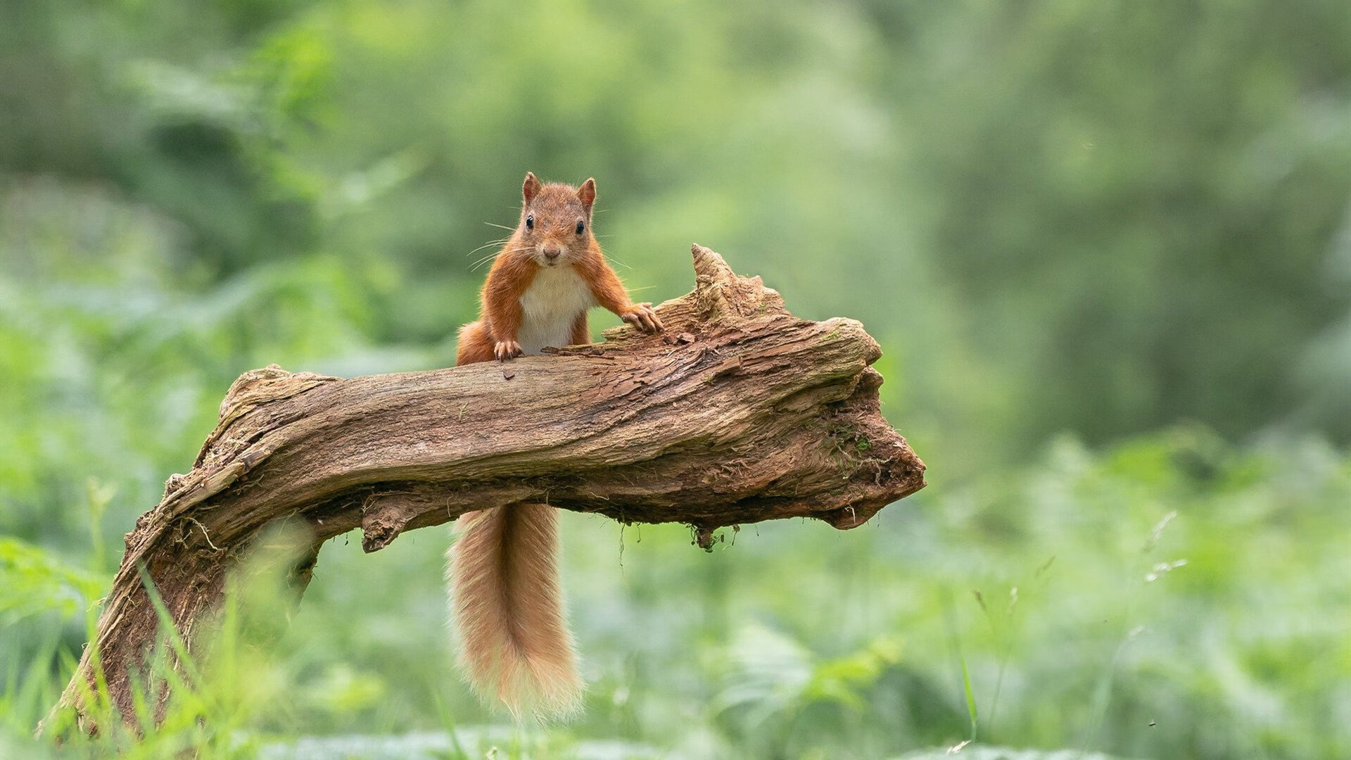 青训体系将引入体能等级分级制度推动训练科学化,青训政策